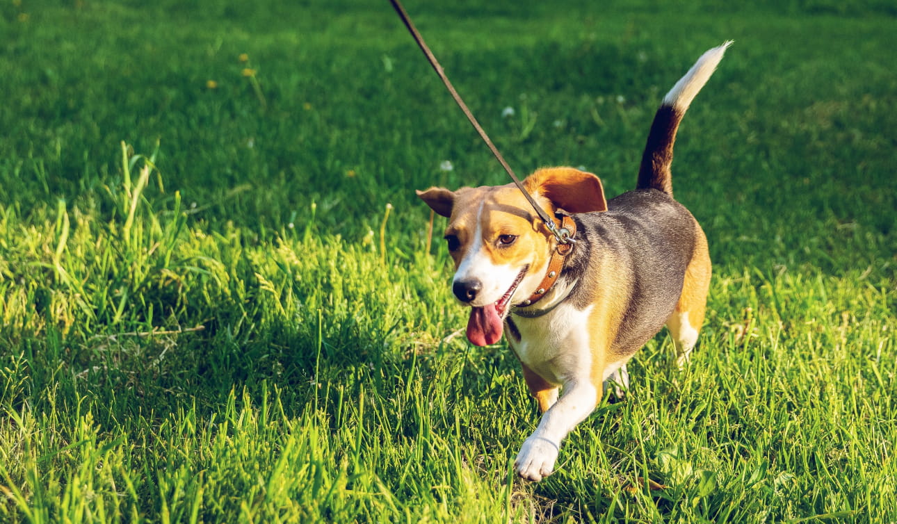 Best places for outlet dog walks near me