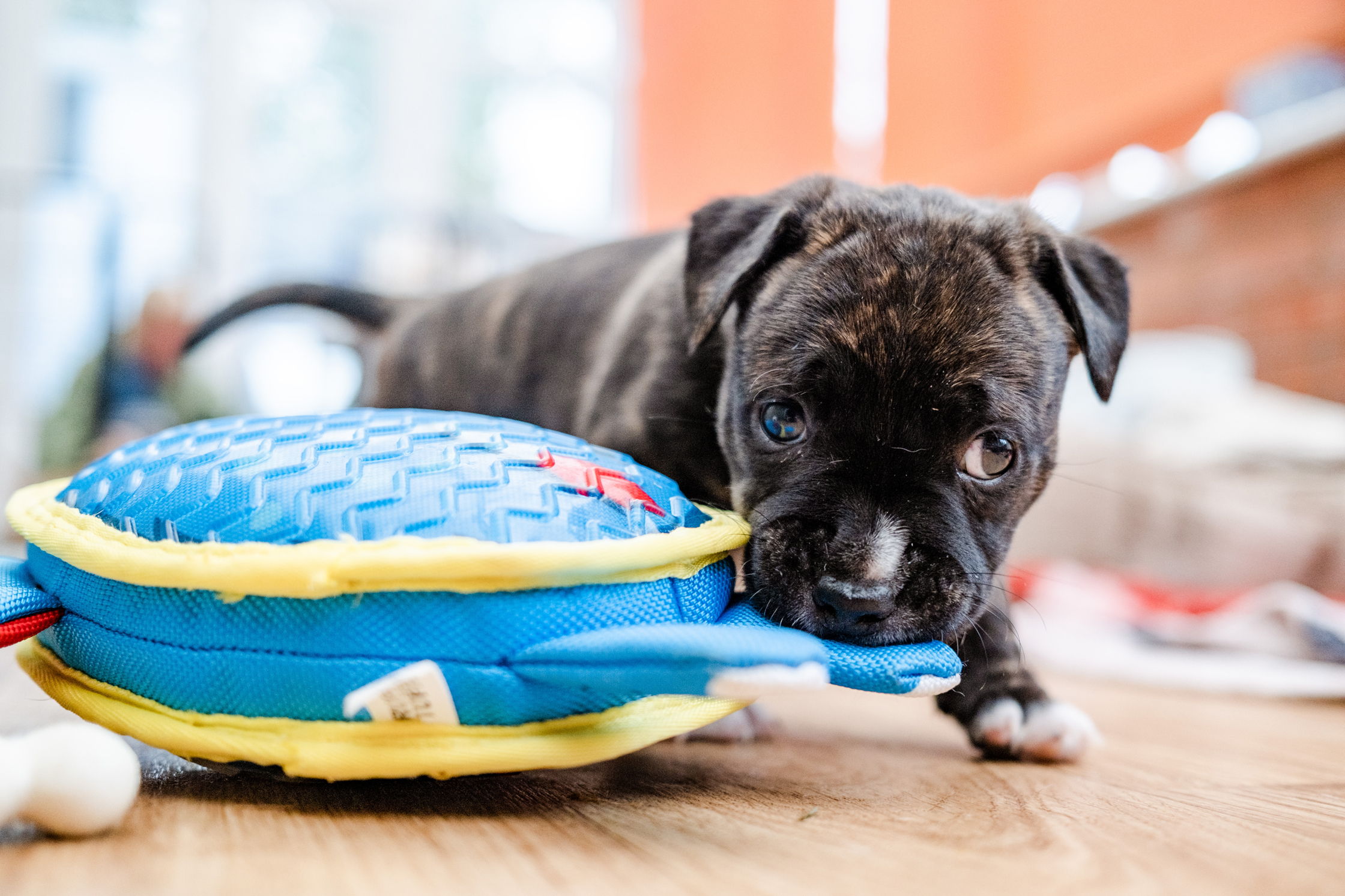 Puppy proofing your home