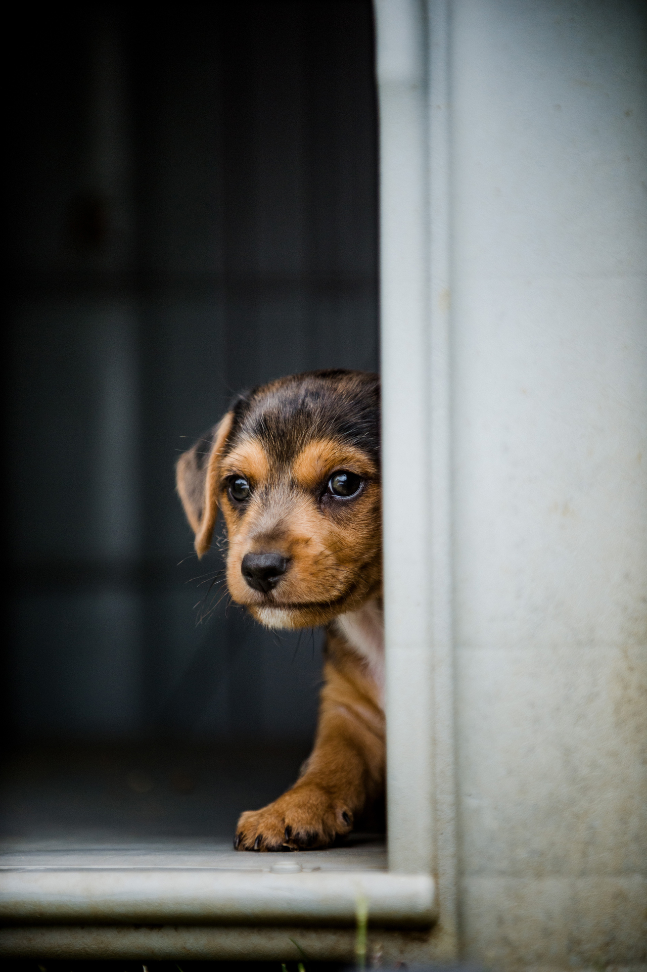 puppy proofing 2